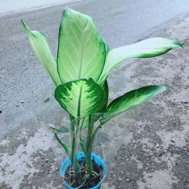 Chậu Vạn Niên Thanh