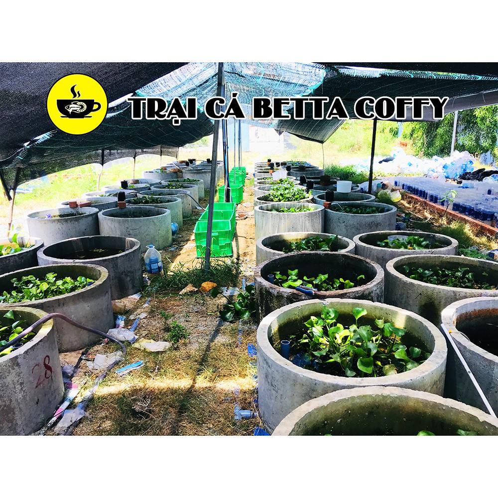 Sỏi biển thiên nhiên lọc nước trang trí hồ cá