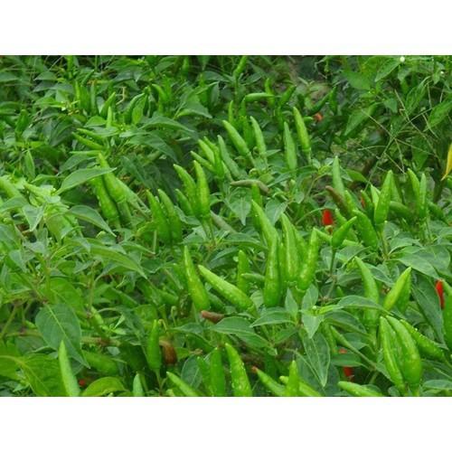 0.1Gr Hạt Giống Ớt Xiêm Thái Lan