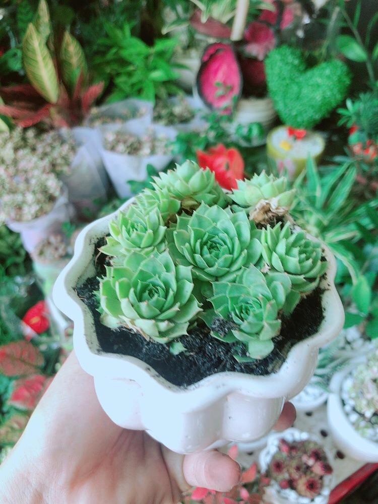 Chậu Sen Phật Bà Xanh