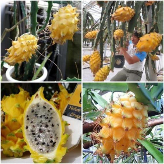 CÂY GIỐNG THANH LONG VỎ VÀNG RUỘT TRẮNG THÁI LAN SIÊU NGỌT, SIÊU QUẢ, CAM KẾT CHUẨN GIỐNG F1