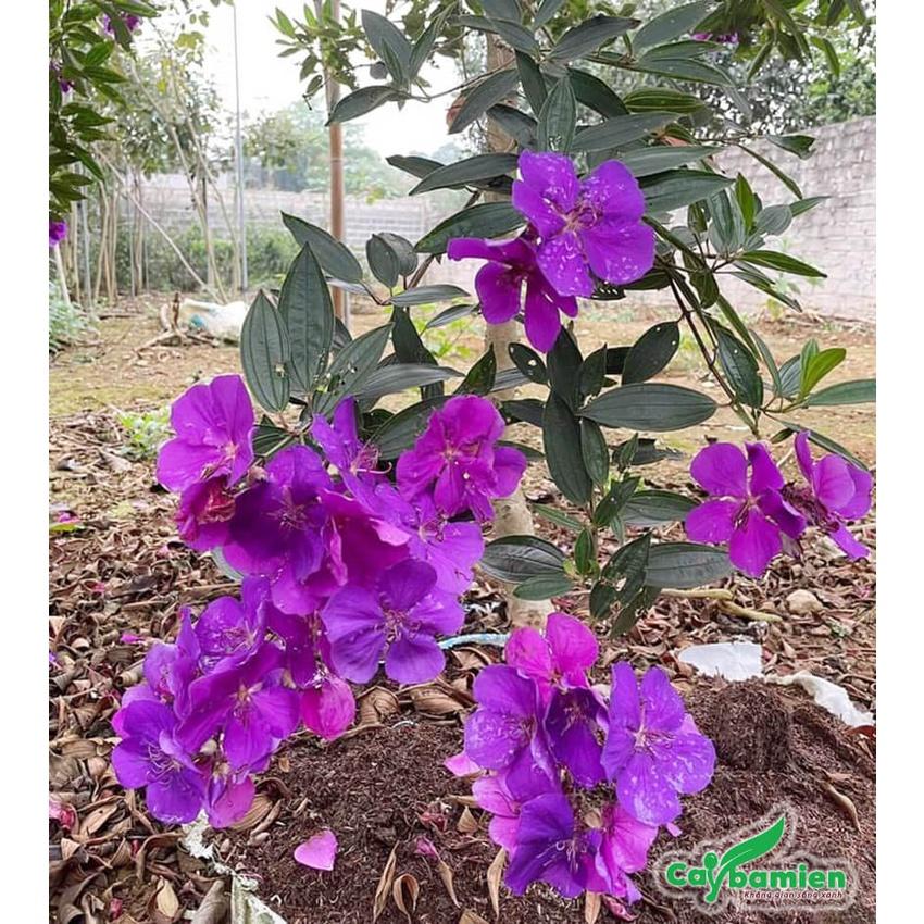 Cây giống hoa mua úc , hoa sim úc