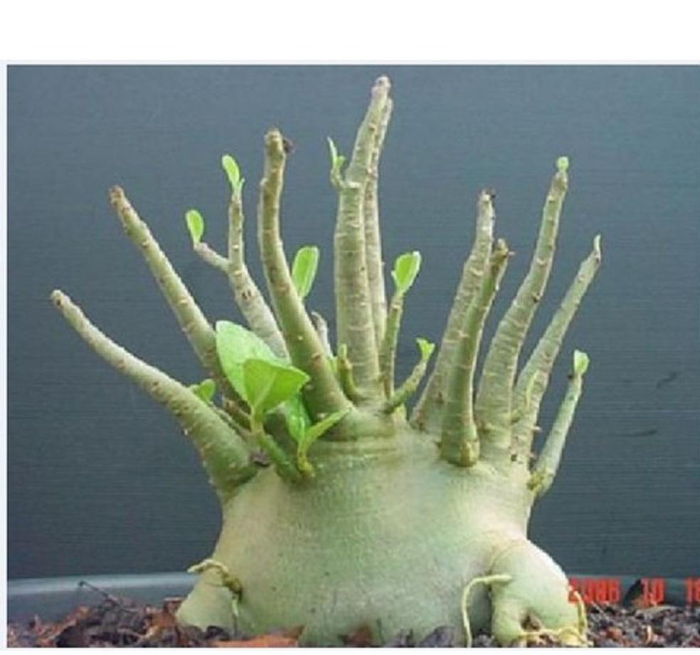 Sứ kim tự tháp, Cây sứ kim tự tháp cây to đẹp