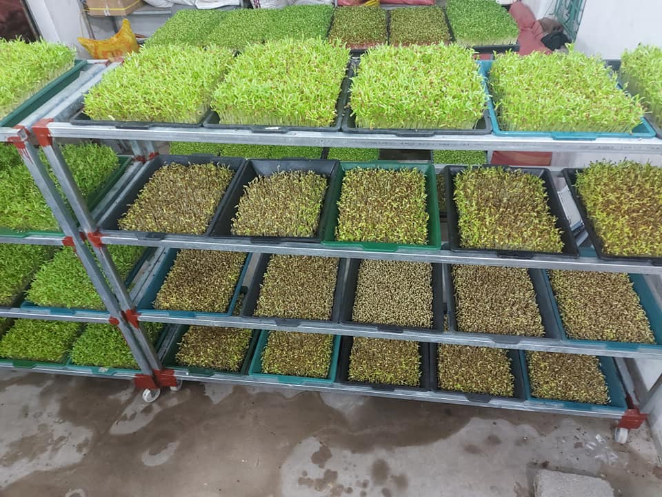 10 Khay trồng rau mầm Khay dung nước đẹp rẻ - Ko Lỗ