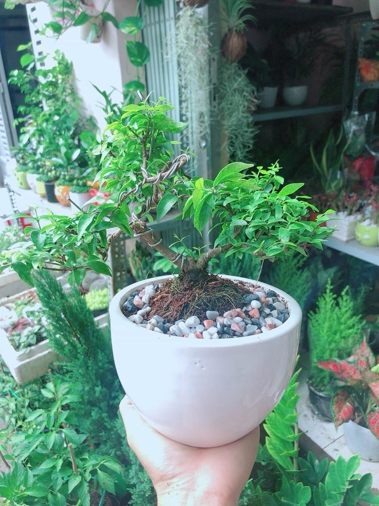 Chậu Cây Mai Chiếu Thuỷ Bonsai Mini