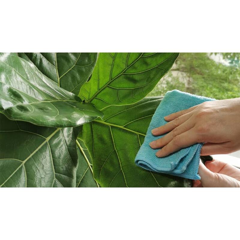 CÂY GIỐNG BÀNG SINGAPORE  *