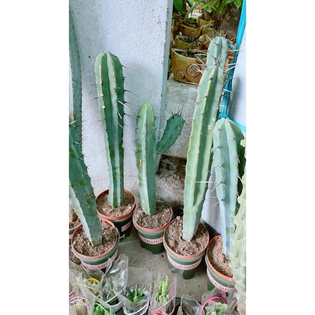 Xương Rồng Bụi Lớn