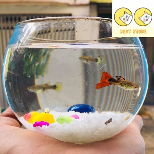 Chậu thủy tinh mini , bể cá mini tròn 10cm