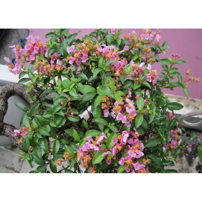 Combo 3 bầu Hồng ngọc mai bonsai , cây giống gửi đi nguyên bầu