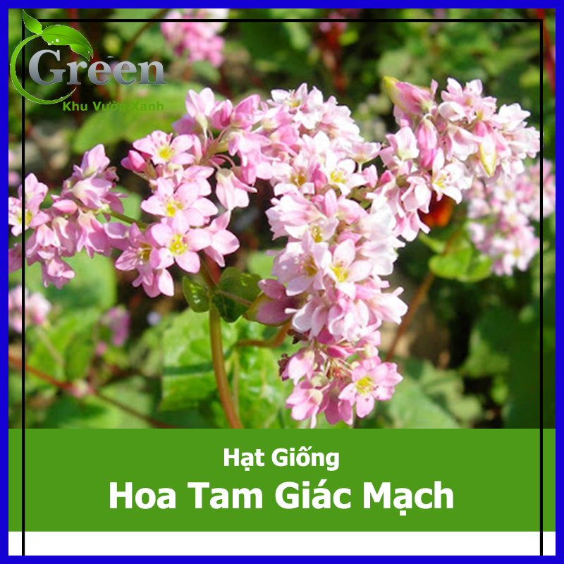 Hạt Giống Hoa Tam Giác Mạch