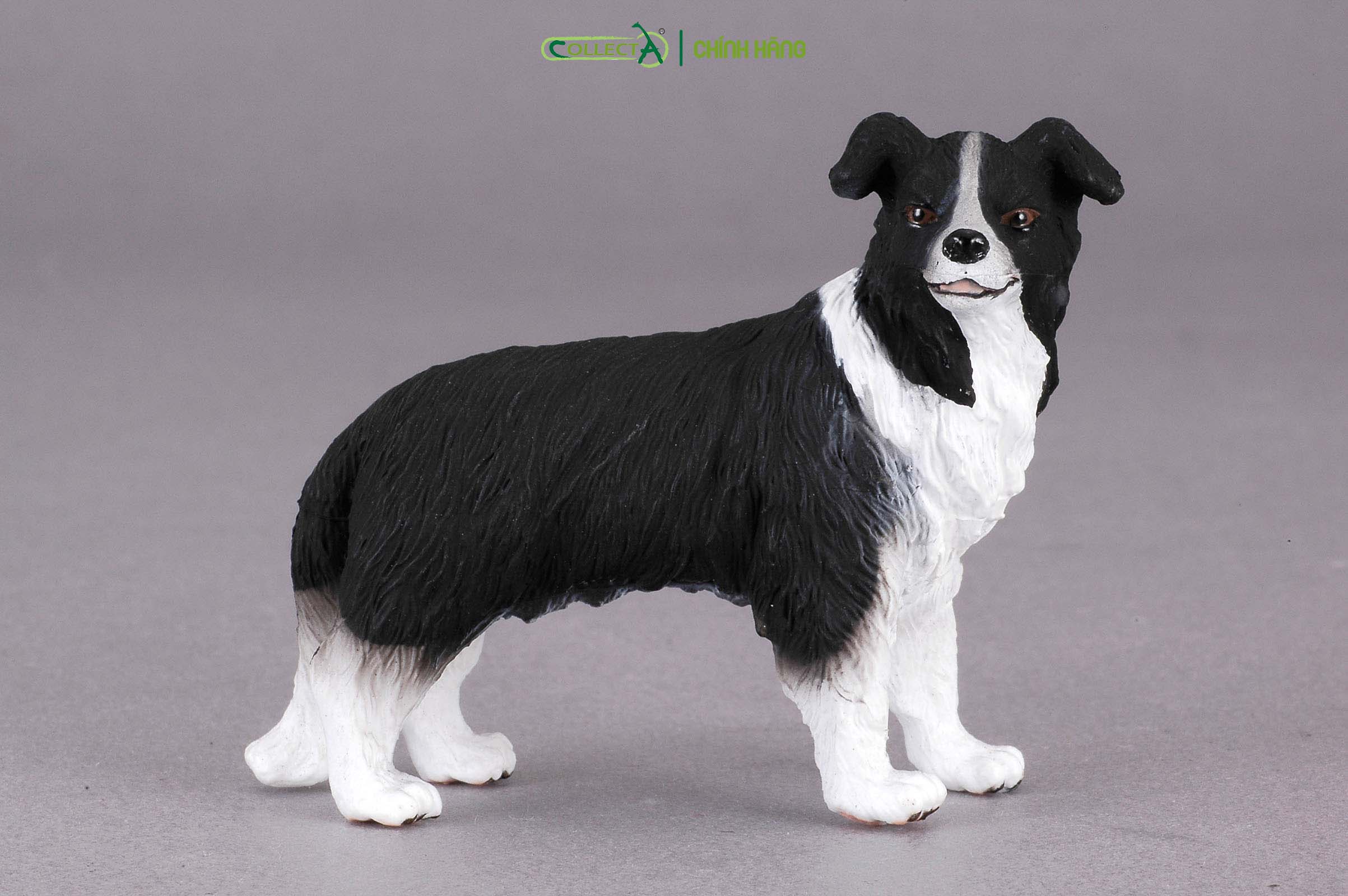 Mô hình thu nhỏ: Chó Collie - Border Collie, hiệu: CollectA, mã HS 9650020[88010] -  Chất liệu an toàn cho trẻ - Hàng chính hãng