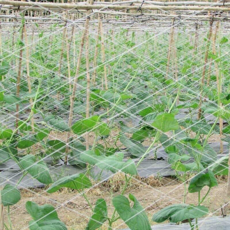 Lưới làm giàn Leo