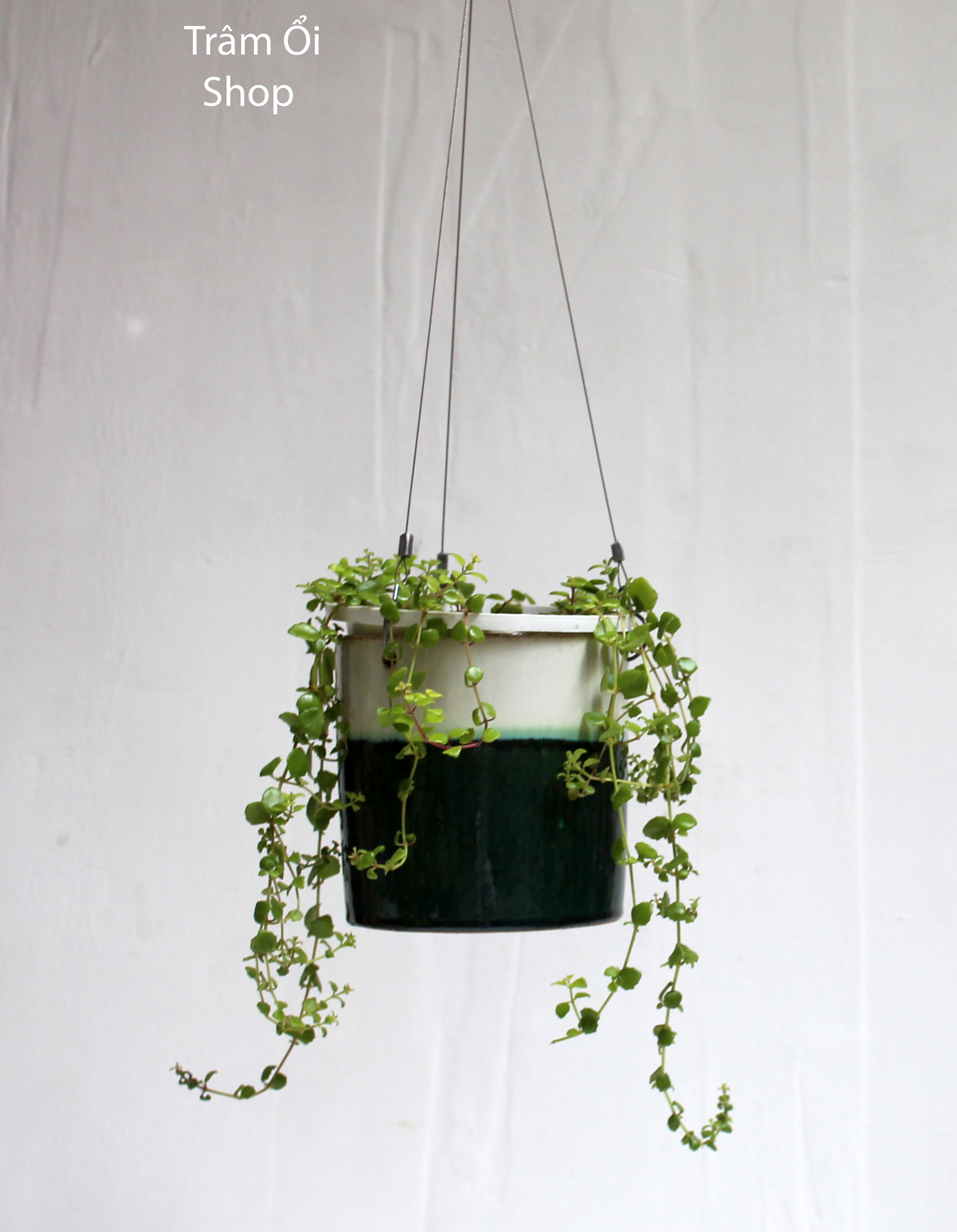 Chậu gốm và cây cảnh