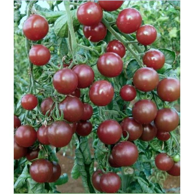 Combo 2 gói Hạt giống cà chua socola chùm dể trồng f1- gói 20 hạt-tặng kèm gói phân bón lót