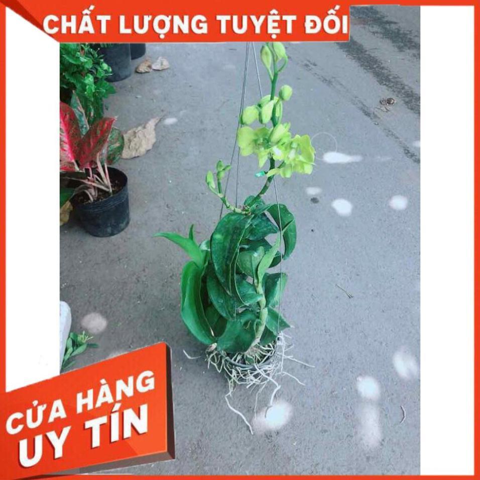 Chậu Lan Dendro Nhiều Người Mua