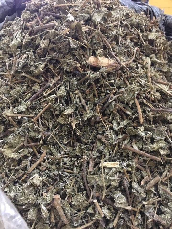 CHÈ DÂY RỪNG NGUYÊN CHẤT MẸ KEN