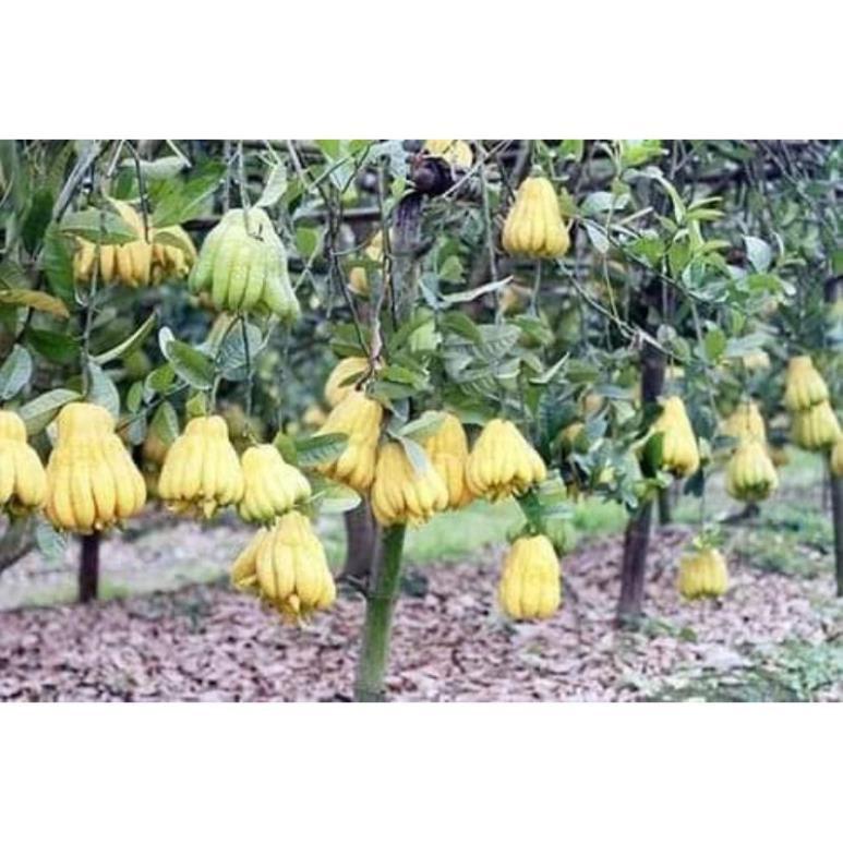 Sản phẩm CÂY GIỐNG PHẬT THỦ