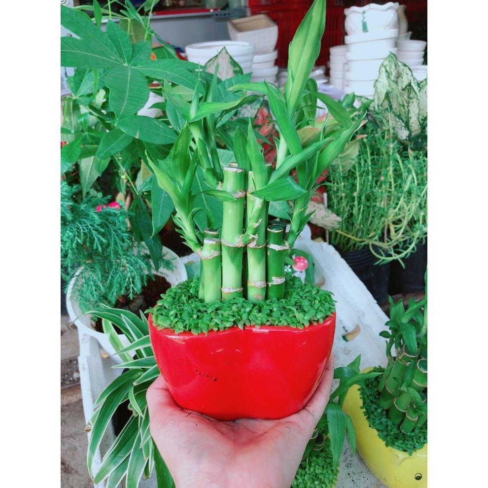 Chậu chúc phát tài hình trái tim để bàn