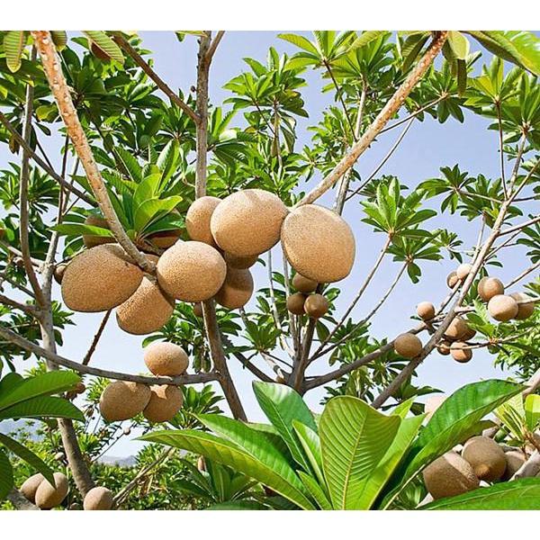 Cây giống Hồng Xiêm - Sam Pô Chê .