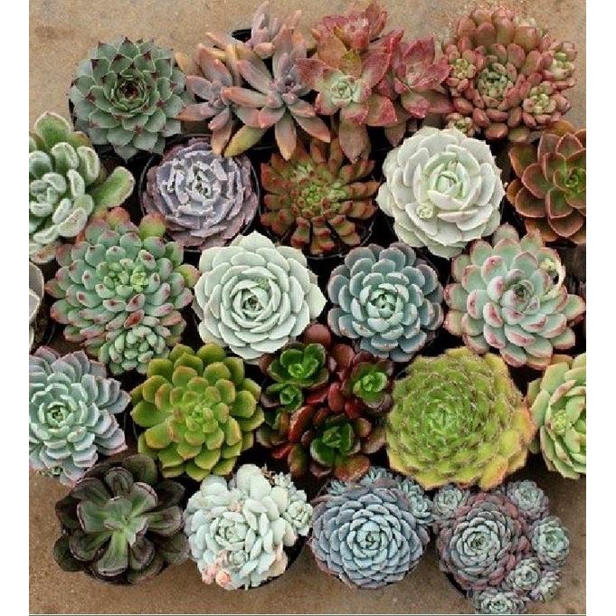 Combo 3 gói Hạt giống cây hoa sen đá mix màu - 1 gói 200 hạt-tặng kèm gói kích mầm