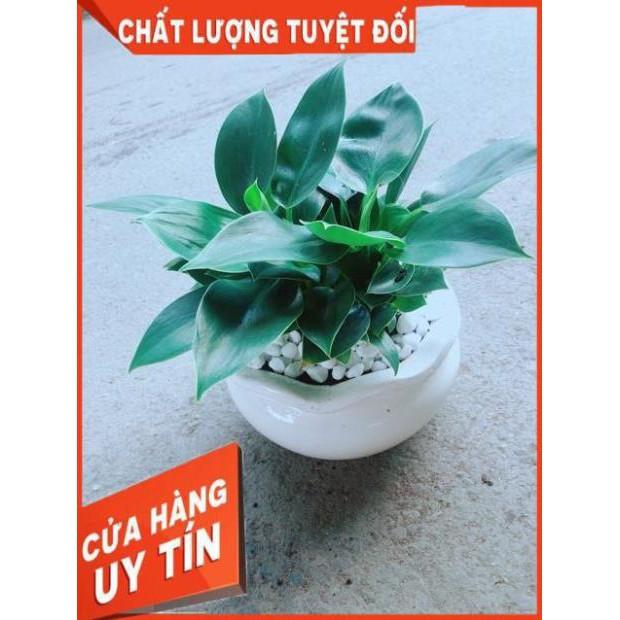 Chậu Trầu Bà Đế Vương