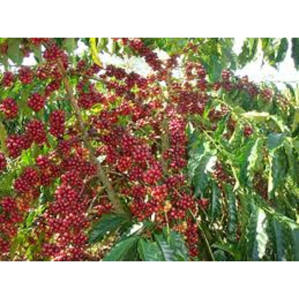 Cây giống Cà Phê CuLi siêu trái .