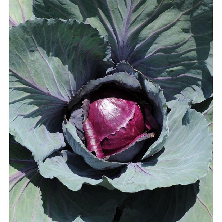 COMBO 5 gói hạt giống cải bắp tím F1