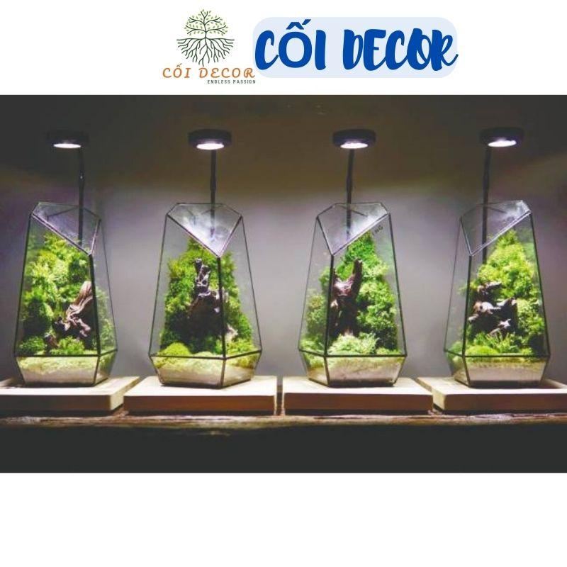 Bình thủy tinh Terrarium đa giác