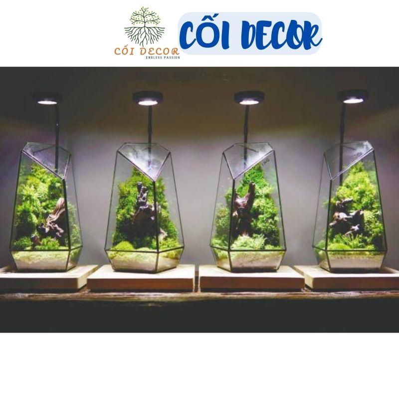 Bình thủy tinh Terrarium đa giác (Tặng kèm hít kính)