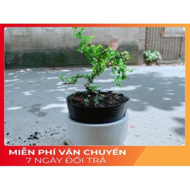 Chậu Cây Linh Sam