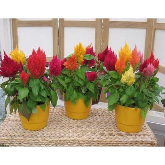 Hạt Giống Mào Gà Lửa 100 hạt