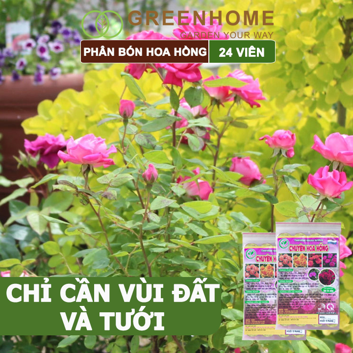 Phân Bón Hoa Hồng Greenhome, Gói 24 Viên, Giúp Cây Đâm Chồi, Thân Mập, Nhiều Nụ, Hoa To, Thắm Màu, Lâu Tàn