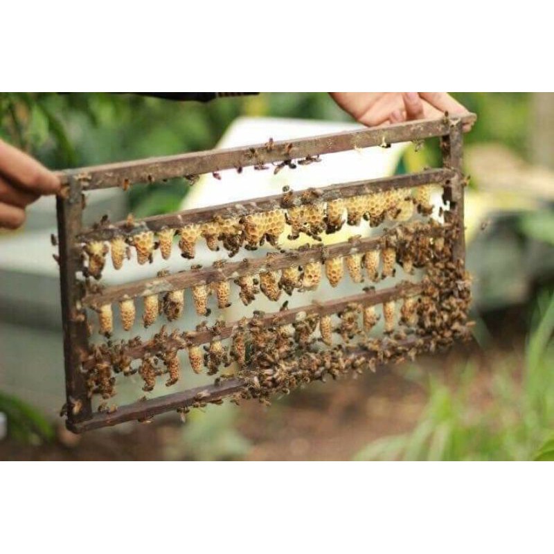 Mật ong hoa cà phê nguyên chất