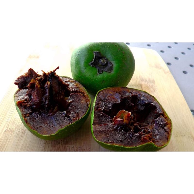 CÂY GIỐNG HỒNG ĐEN SOCOLA SIÊU SỚM