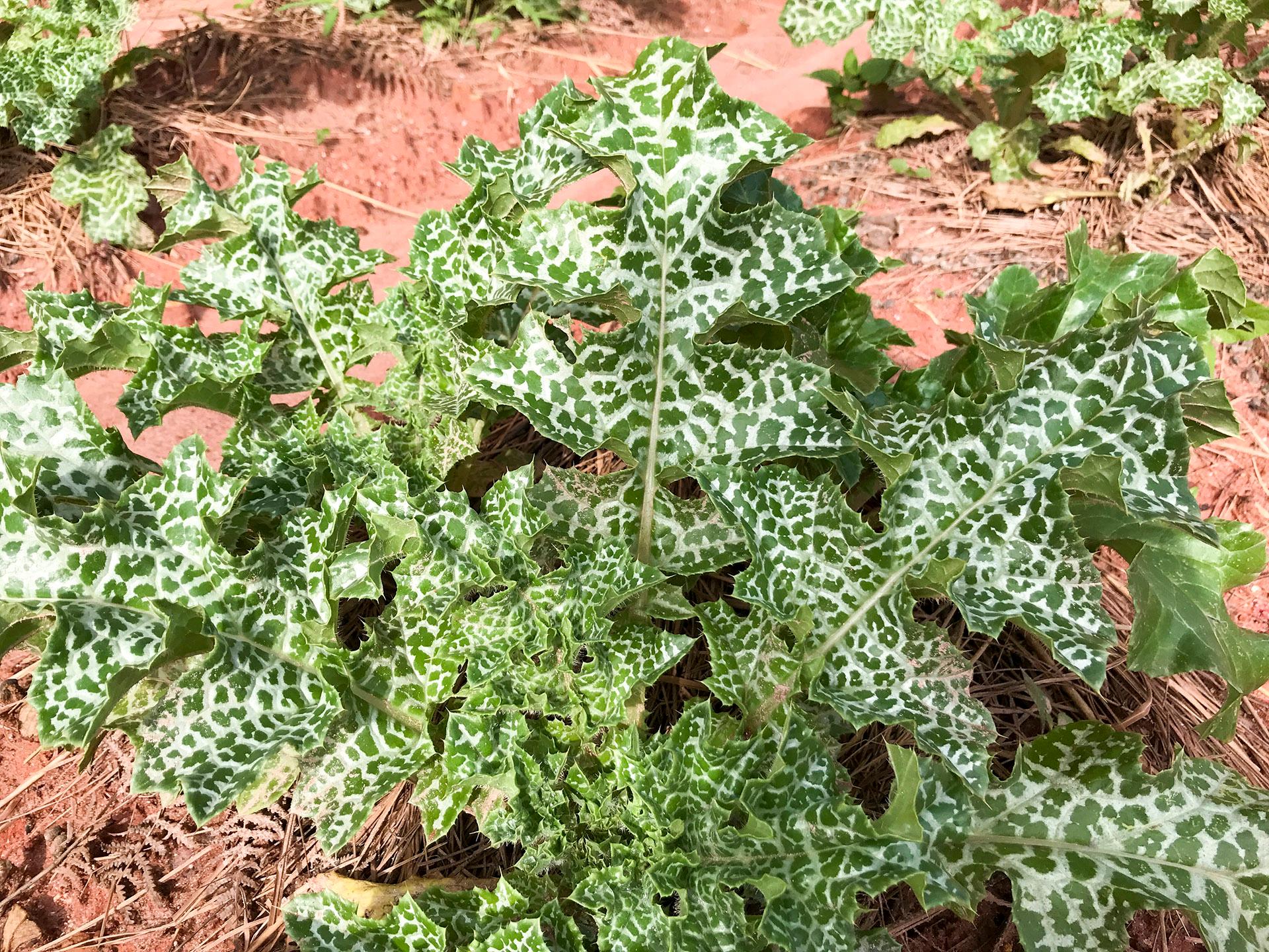 Hạt Giống Kế Sữa Gan Milk Thistle