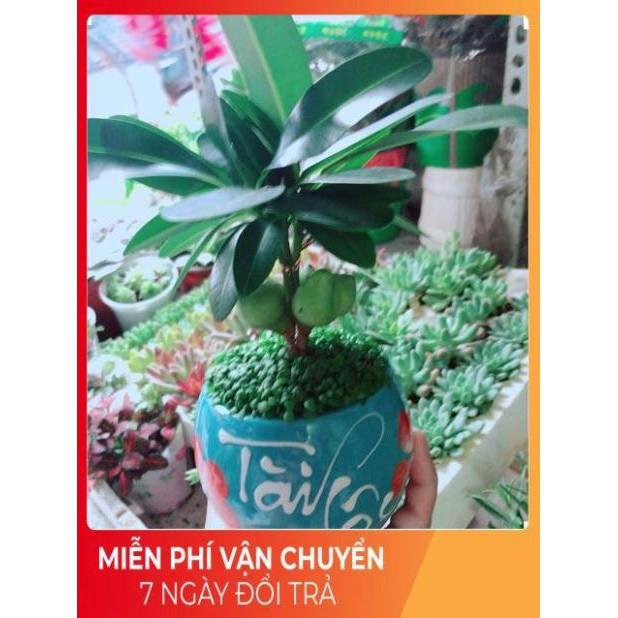 Chậu Cây May Mắn Tài Lộc