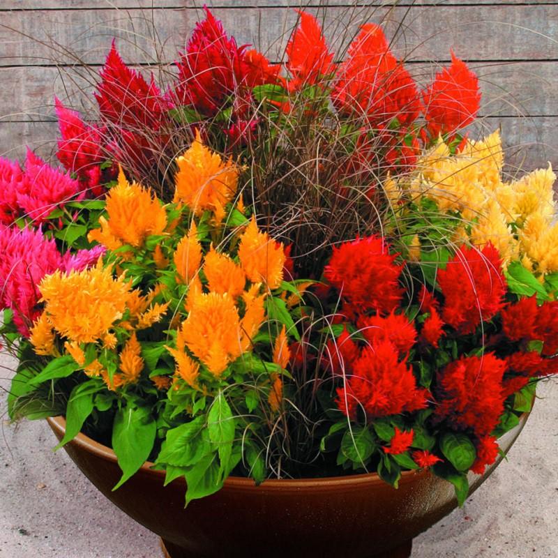 Hạt Giống Hoa Mào Gà Lửa F1 Hạt Chất Lượng Dễ Trồng Hoa Nở Siêu Đẹp Mix nhiều màu