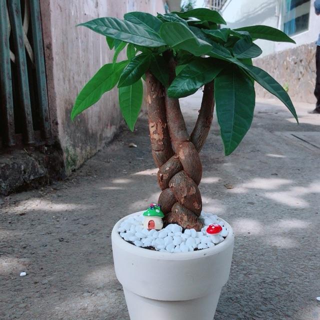 Chậu kim ngân bím 3 thân