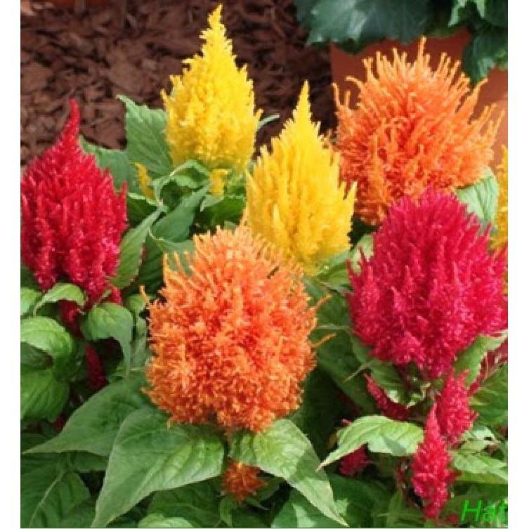 Hạt giống hoa mào gà lửa nhiều màu - 100 hạt/gói