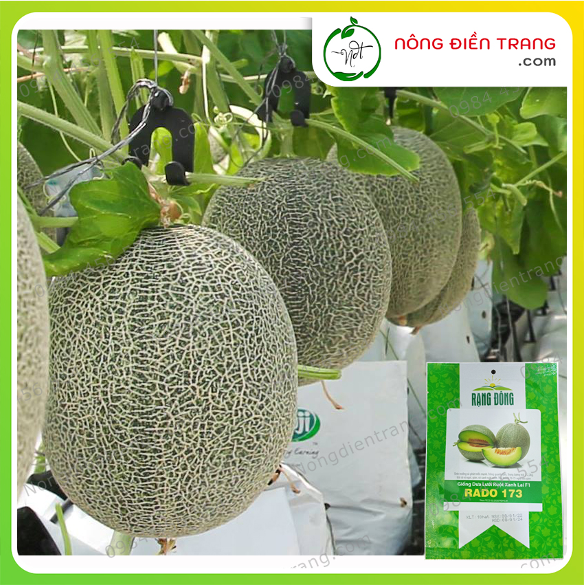Hạt Giống Dưa Lưới Ruột Xanh Lai F1 Siêu Ngọt Rạng Đông - Gói 10 Hạt - Trồng được Quanh Năm, Sinh Trưởng Phát Triển Mạnh, Sai Trái VTNN Nông Điền Trang