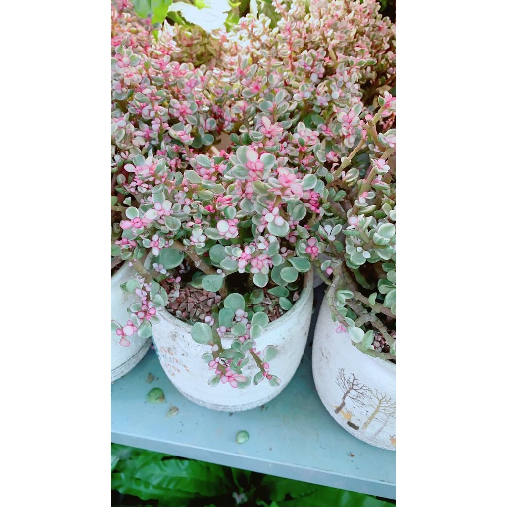 Chậu Cây Cành Vàng Lá Ngọc