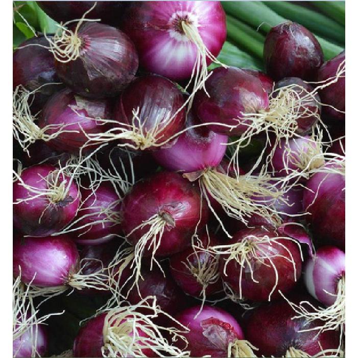 Hạt giống hành lá gốc tím-gói 1 gram-tặng kèm gói phân bón lót