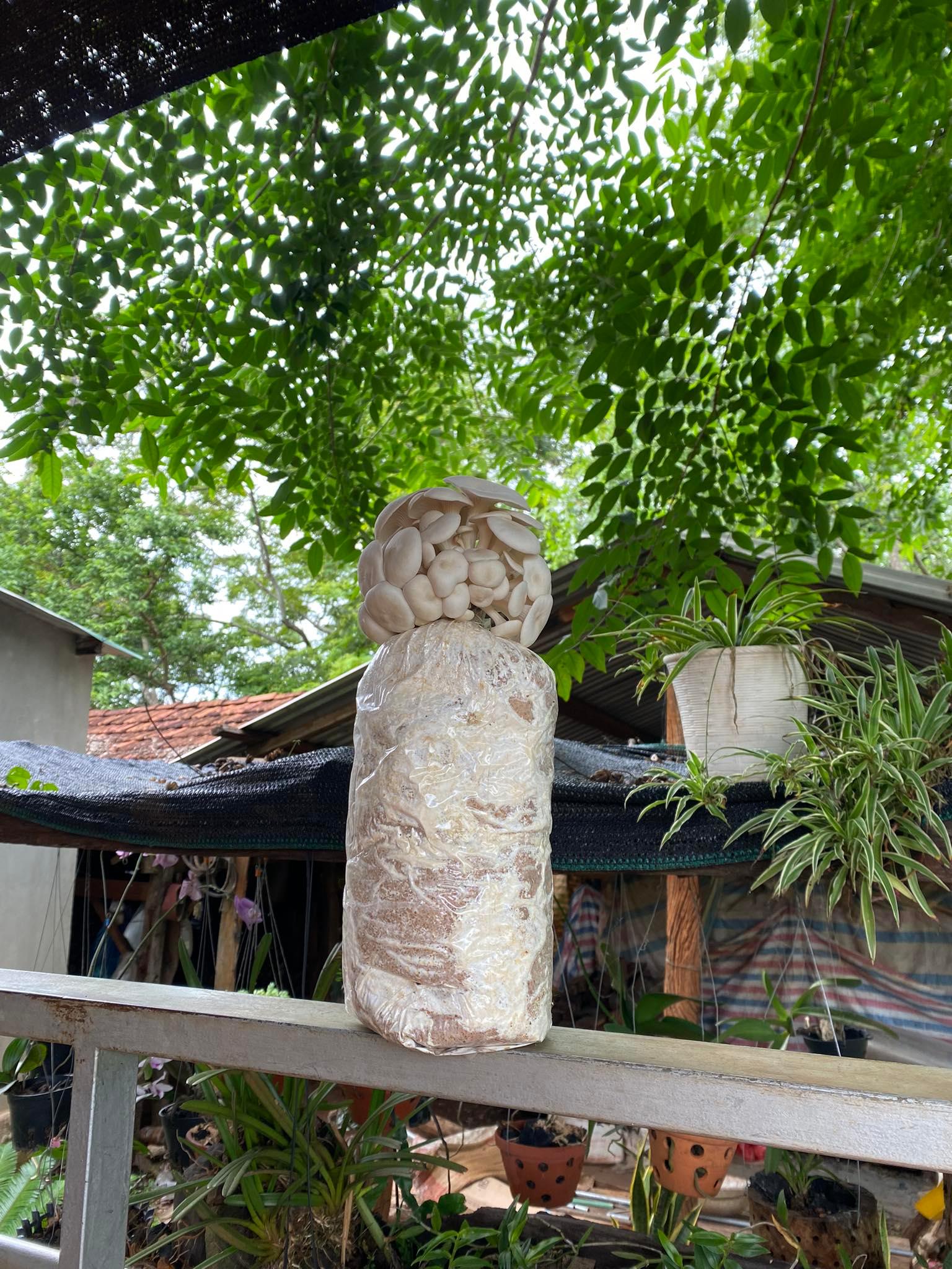 COMBO 05 PHÔI NẤM TÚ CẦU