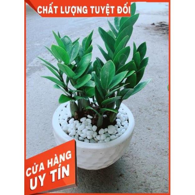 Chậu Kim Tiền