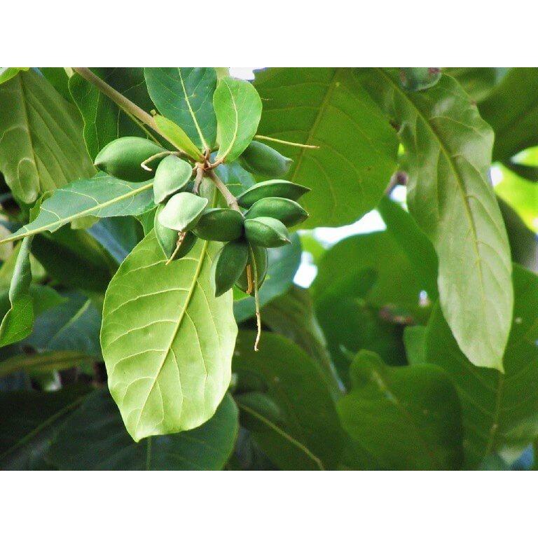 1kg Lá bàng Non tươi sạch