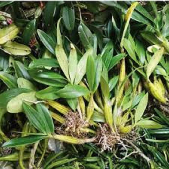 Sản Phẩm Hoa lan sơn thủy tiên