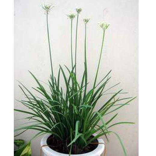 5gr hạt hẹ ta cao sản