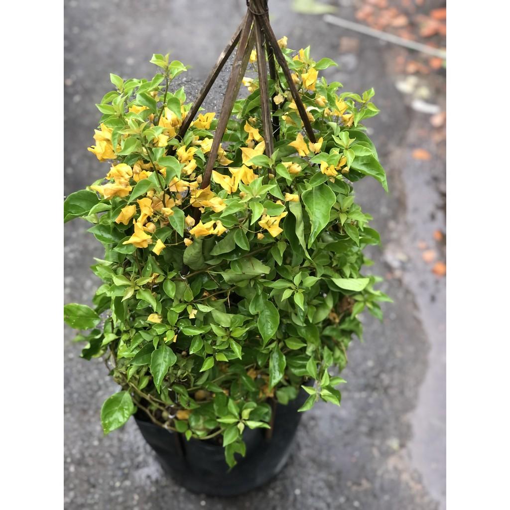 Chậu hoa giấy Thái màu vàng