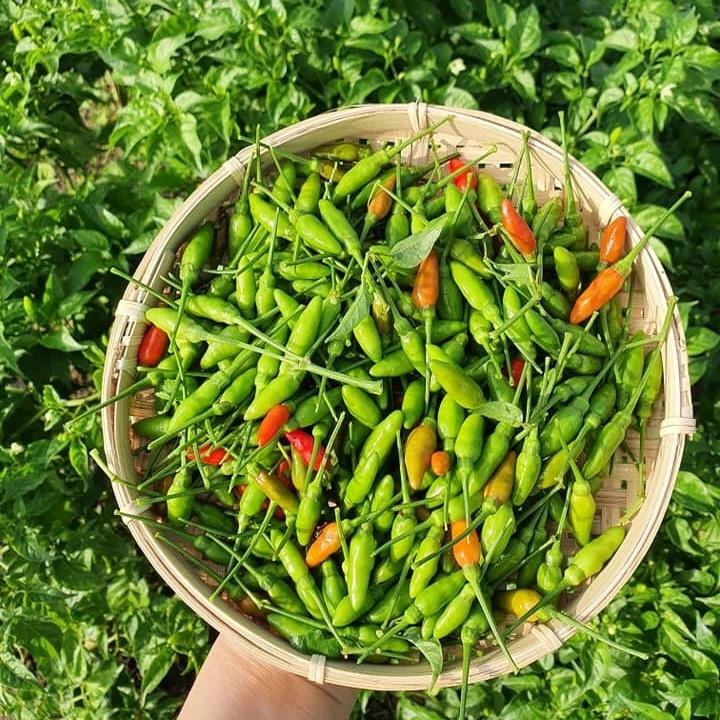 Giống ớt xiêm rừng Rd