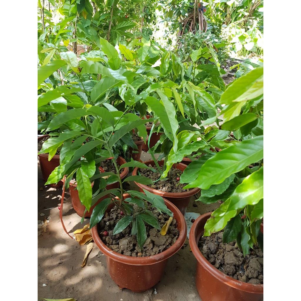 Cây giống hoa dẻ thơm - cây choai lớn